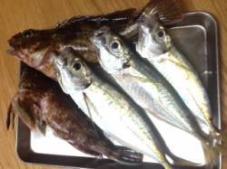 湯浅でアジング　良型ガシラ＆アジのほかちっ…