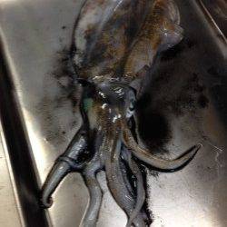 深日漁港でエギング　新子のアオリイカ、フォール中にHIT！