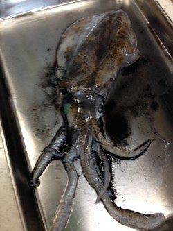 深日漁港でエギング　新子のアオリイカ、フォール中にHIT！