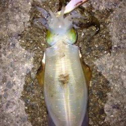 林崎漁港ベランダ　エギングでアオリイカ　2号のエギに替えてアタリあり