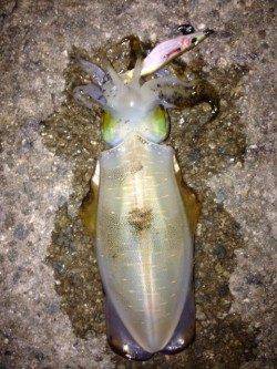 林崎漁港ベランダ　エギングでアオリイカ　2号のエギに替えてアタリあり