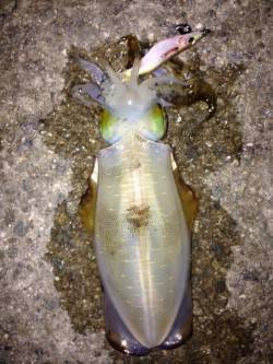 林崎漁港ベランダ　エギングでアオリイカ　2…