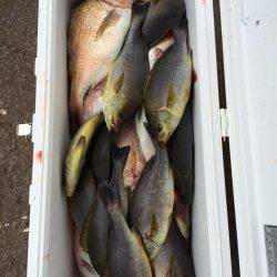 マリーナシティ海洋釣り堀　マダイとイサギでクーラー満タン！