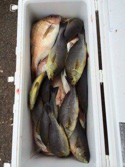 マリーナシティ海洋釣り堀　マダイとイサギでクーラー満タン！