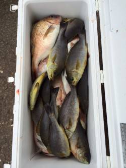 マリーナシティ海洋釣り堀　マダイとイサギで…