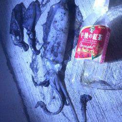 明石港　アジングからエギングに浮気しました！