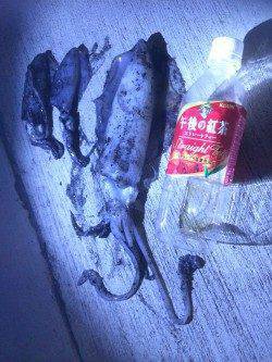 明石港　アジングからエギングに浮気しました！