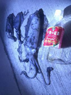 明石港　アジングからエギングに浮気しました…