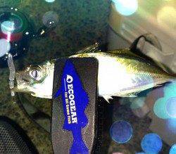 生穂周辺アジング　軽量ジグヘッドで表層から探り豆アジ連発