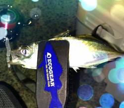 生穂周辺アジング　軽量ジグヘッドで表層から…