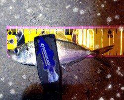 須磨　深夜のアジング調査も厳しい釣果に