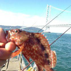 アジュール舞子　青物狙いも潮飛びで撃沈　胴突きでカワハギのお土産