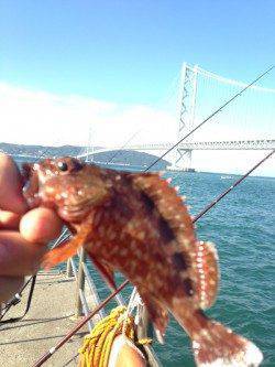 アジュール舞子　青物狙いも潮飛びで撃沈　胴突きでカワハギのお土産