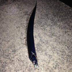 りんくうでタチウオワインド　明るくなってからジグサビキでカマス