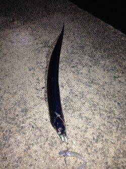 りんくうでタチウオワインド　明るくなってからジグサビキでカマス