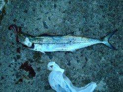 西宮ケーソン　ライトショアジギングでサゴシがヒット