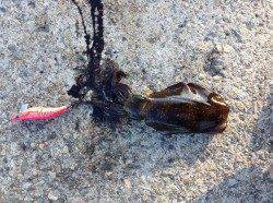 香住東港　エギングでアオリイカ、7時くらいに釣れました