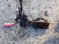 香住東港　エギングでアオリイカ、7時くらい…