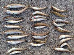 蟇浦にて投げキス　満潮過ぎ潮が動き出した頃一番良く釣れました