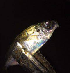 舞洲周辺で短時間アジング　良く引くサイズになっていました