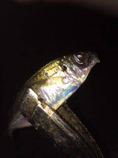 舞洲周辺で短時間アジング　良く引くサイズに…