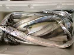 南塩谷　初の中紀でのタチウオ狙いは好釣果☆…