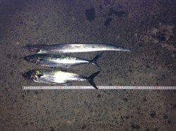 西宮浜　ライトショアジギングでタチウオ＆サゴシ