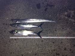 西宮浜　ライトショアジギングでタチウオ＆サ…