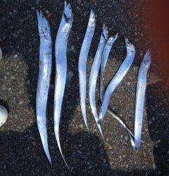 初めての日高釣行、初ワインドでタチウオ7匹☆