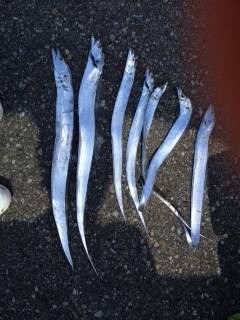 初めての日高釣行、初ワインドでタチウオ7匹…