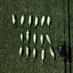 大阪南港　常夜灯周りでのアジング