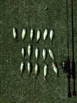 大阪南港　常夜灯周りでのアジング