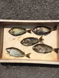 酒かすをエサに酒のあてのアイゴをゲット♪　…