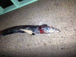 泉佐野にてタチウオワインド　噛み傷は結構ありました・・・