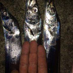 水軒にてタチウオ狙い　ヒット時間は22時から23時まで