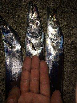 水軒にてタチウオ狙い　ヒット時間は22時から23時まで