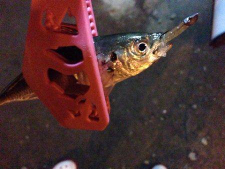 舞洲でのアジング釣果　激渋でした