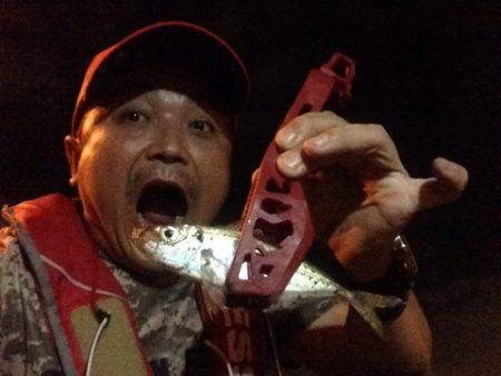 舞洲アジング　渋い中でのアジ・サバ釣果