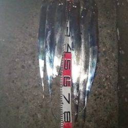 大阪南港　ウキ釣りのタチウオ狙いは92cm…