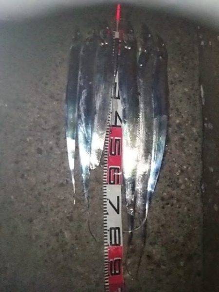 大阪南港　ウキ釣りのタチウオ狙いは92cm…