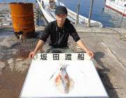 エギングでアオリイカのキロUPの釣果　黒島…