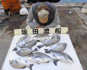 湾内の筏のチヌ釣果 30~47㎝を9匹