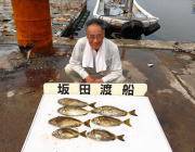 黒島の磯　アイゴ24〜35cmを７匹