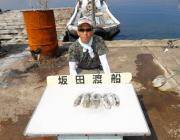 黒島の磯　エギングでアオリイカ新子の釣果