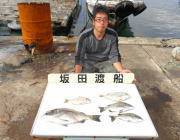 湾内の筏にてチヌ・ヘダイの釣果　ほか良型マ…