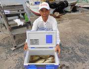 黒島の筏　良型アイゴを30匹