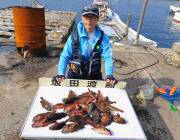 アジの切り身をエサにガシラ大漁