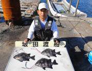 黒島の磯　イシダイの釣果出てます