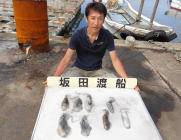 黒島の磯　エギングでアオリイカ新子の釣果