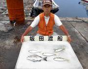 湾内の筏　チヌの釣果